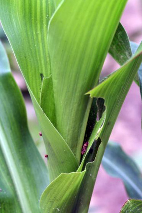 leaf-feeding