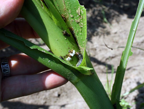 close up army worm feeding