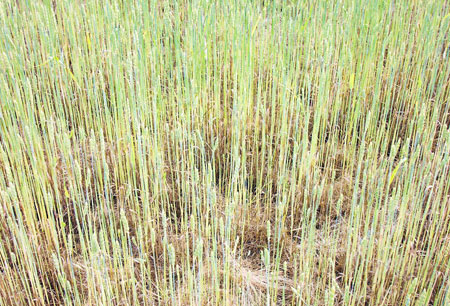 Severly defoliate wheat