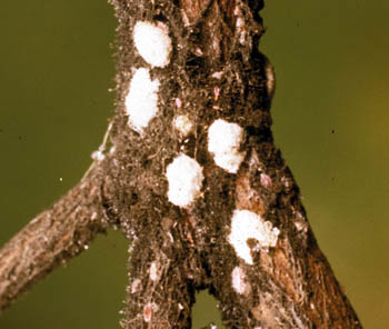 azalea bark scale egg masses