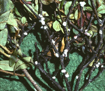 azalea bark scale egg masses