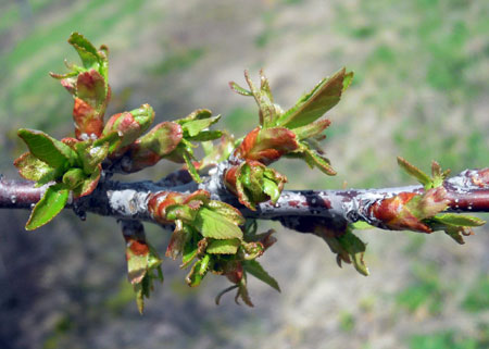 Balaton cherry buds