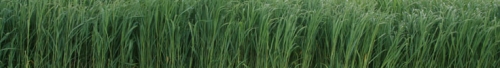 Switchgrass growing in the field.