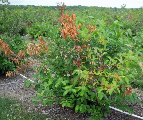 Blueberry phomopsis pruned