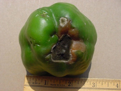 blossom end rot on pepper