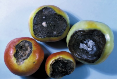 blossom end rot on tomatoes