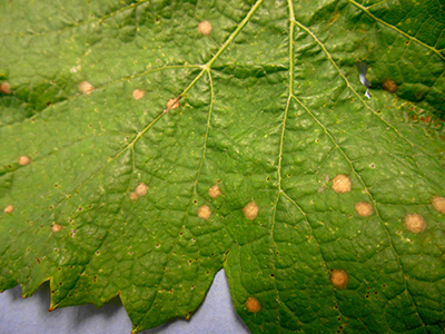 Black rot on leaf.