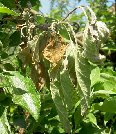 Fire blight bacteria infected on a flower