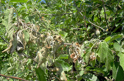 Multiple flower clusters collapsed from fire blight 