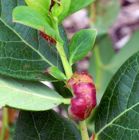 Blueberry stem gall wasp