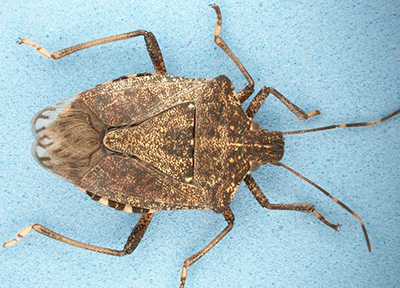 brown marmorated stink bug