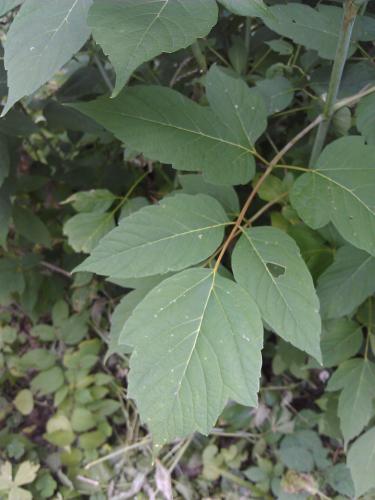 Boxelder is a small tree, not a vine. Photo: Georgia Peterson, MSU Extension