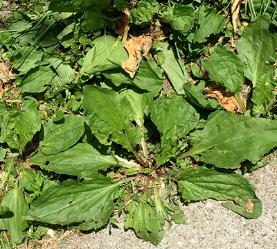 Broadleaf plantain growing out of the ground.