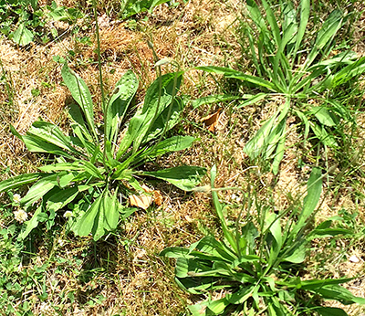 Buckhorn plantain growing out of the ground.