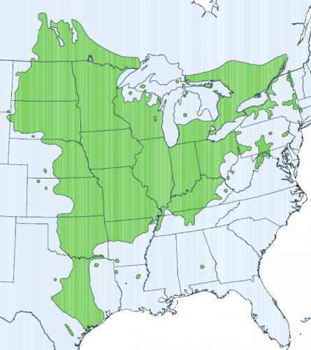 bur oak range