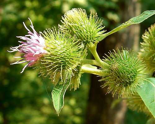 Burdock