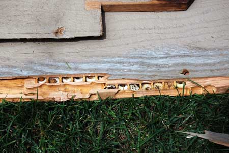 Carpenter bee larval chambers