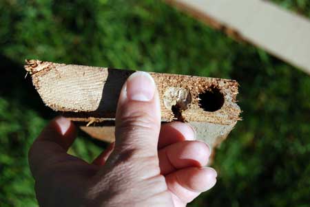 Carpenter bee tunnels