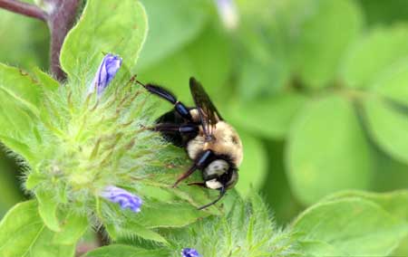 Carpenter bee Carpenter bee