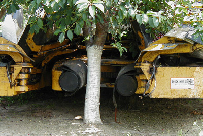 clamp tart cherry harvester