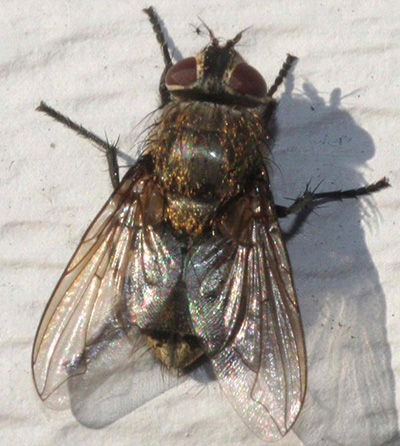 cluster fly