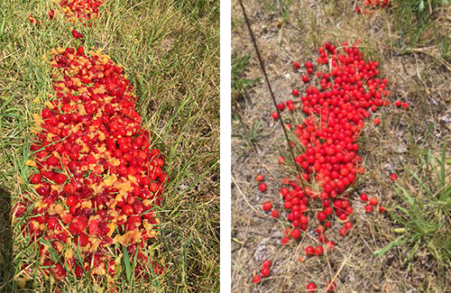 Crushed and intact fruit side by side.