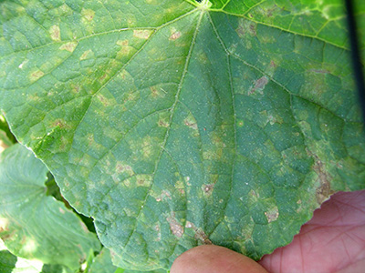 Downy mildew infection on cucumber leaf