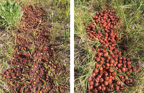 Crushed and intact fruit on day 12 side by side.