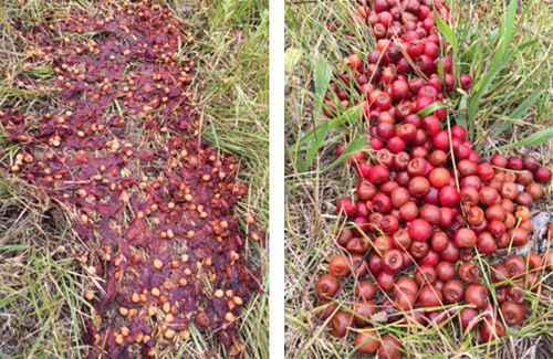 Crushed and intact fruit on day 5 side by side.