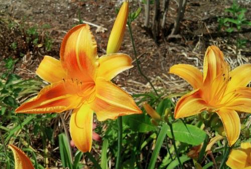 Daylily