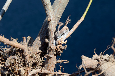 Distorted stem growth from woolly aphids.