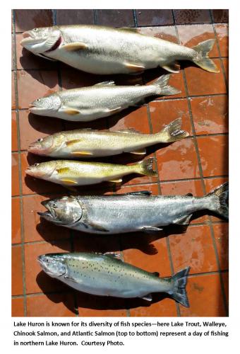 Types of fish that can be caught in Lake Huron.