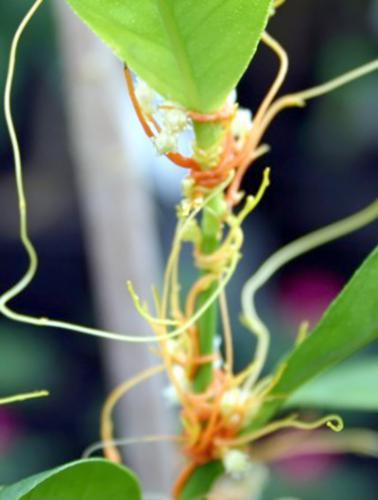 Dodder weed up close.