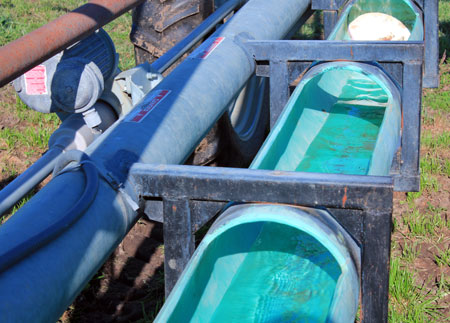 Drinking water in irrigator