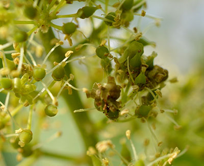 Close up of grape webbing.