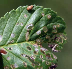 Elm flea weevil damage