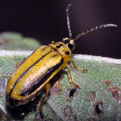 elm leaf beetle