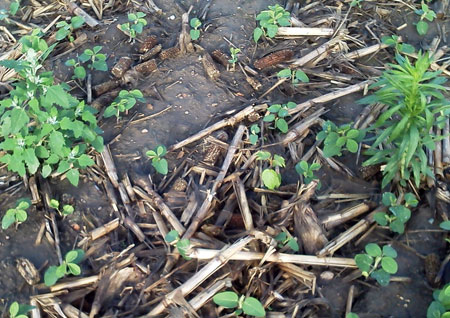 Soybeans with weed escapes