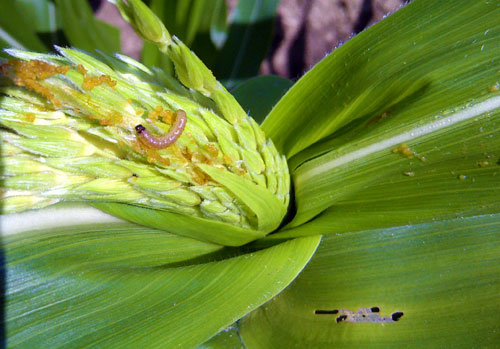 European corn borer larva