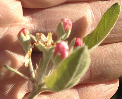 fall apple bloom at actively growing point