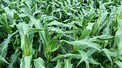 Clump of fall armyworm-infested sweet corn plants.