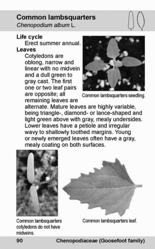 New Weed Identification Guide Available Msu Extension