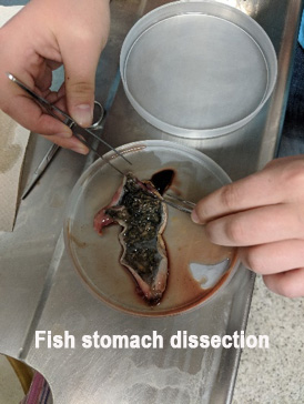 A fish stomach is shown being dissected with contents on display.