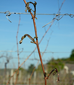 Freeze injury to LaCrescent grapes