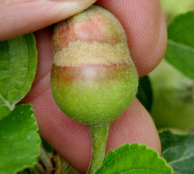 Frost ring on apple