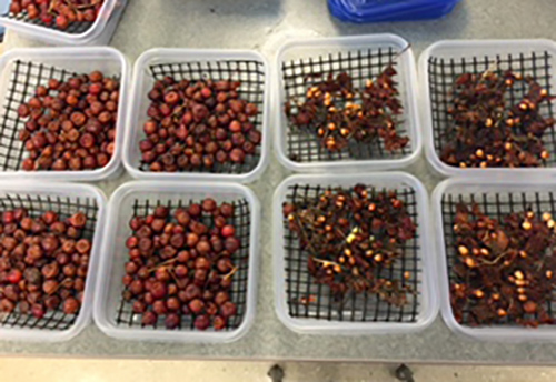 Fruit in bioassay containers.