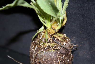 Galls on Gaillardia plant