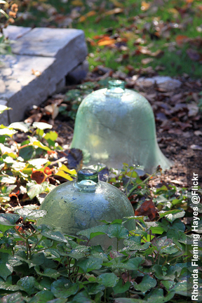 Garden cloche