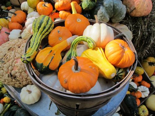 Gourds and Pumpkins