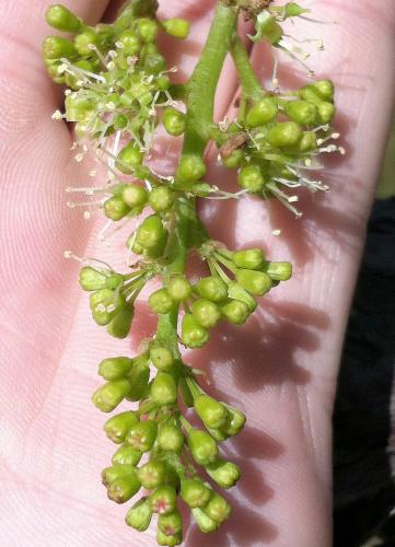 Juice grapes in palm of hand.